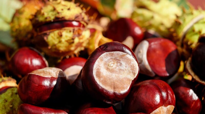 Are Chestnuts Good for Weight Loss?